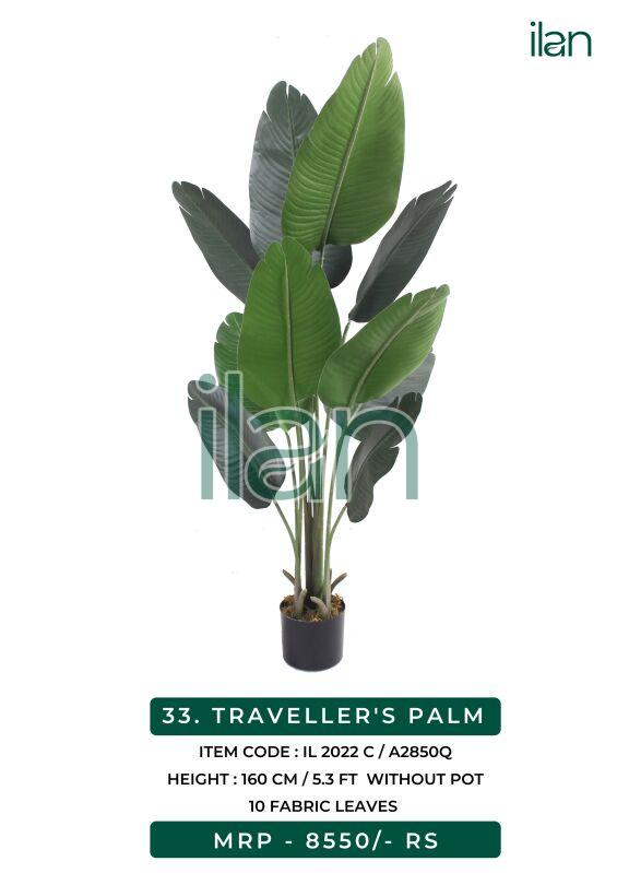Traveller palm 2022 c plant, Color : Green