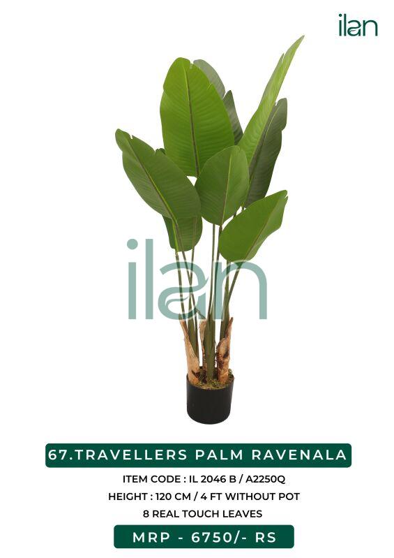Travellers palm ravenala 2046 b plant, Feature : Easy Washable