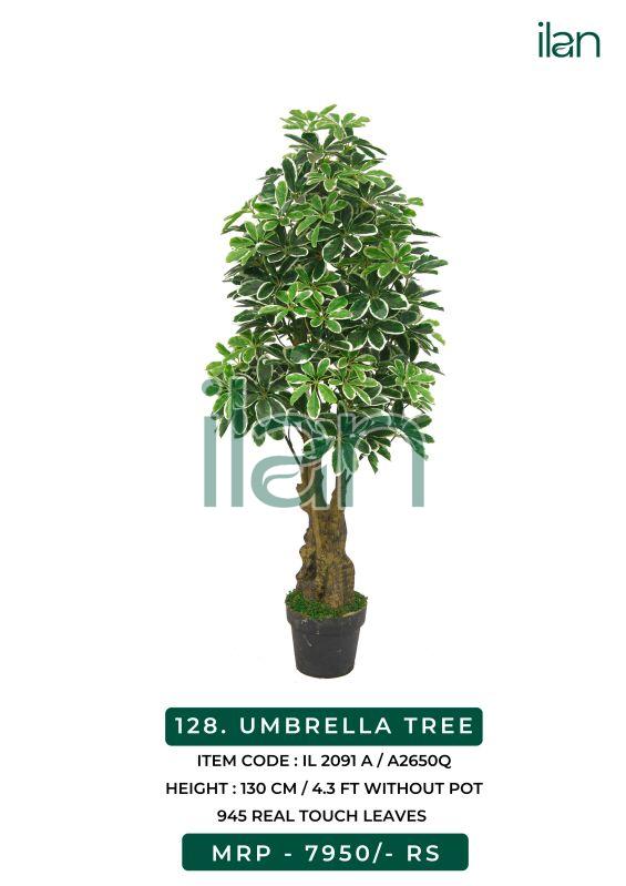 UMBRELLA TREE, Size : 4.3 FT
