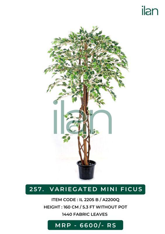 Variegated mini ficus 2205 b plant, Size : 5.3 FT
