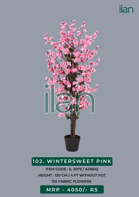 Wintersweet pink decorative plants, Size : 4 FT
