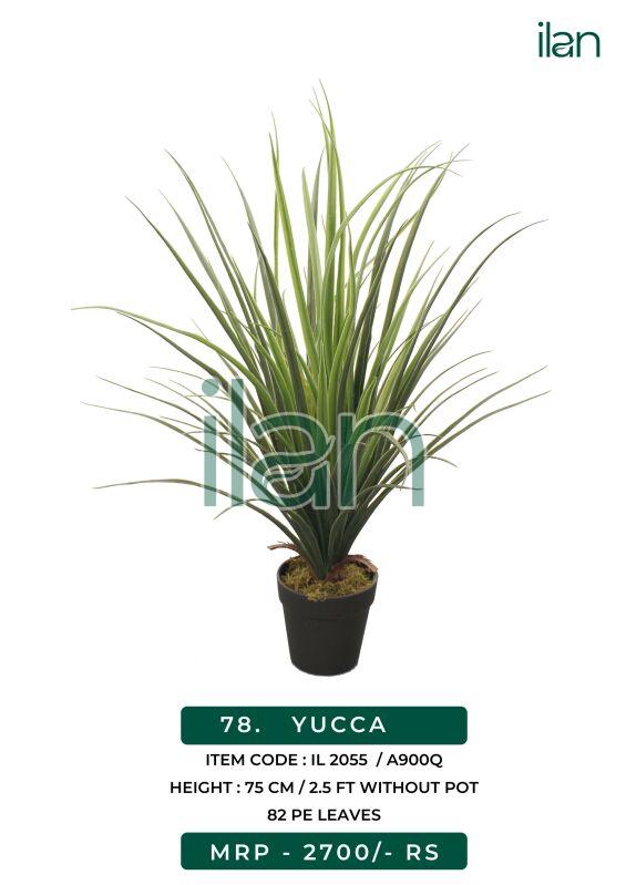 YUCCA, Size : 2.5 FT