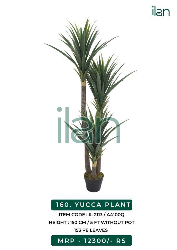 YUCCA PLANT