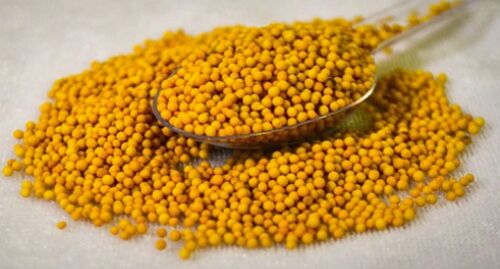 Yellow Rai Seeds, Packaging Size : 10-15kg