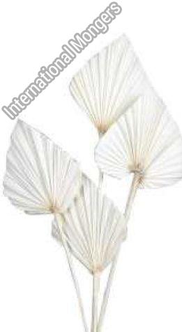 White Natural Bleached Palm Spear, For Decoration, Packaging Type : Box
