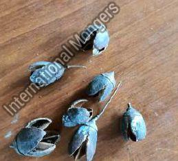 Dried Bakuli Blue Pods, Packaging Type : Packet