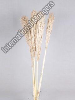 Dried Pampas Grass