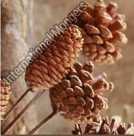 Pine Cones Dried Flowers with Stick, Packaging Type : Plastic Packets