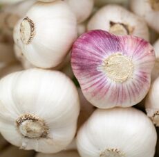 Organic fresh garlic, Packaging Type : Net Bags