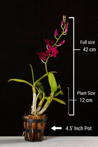 Popper Red Dwarf Orchid Plant, for Decorative
