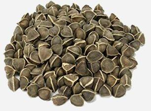 Moringa Seeds Without Wings