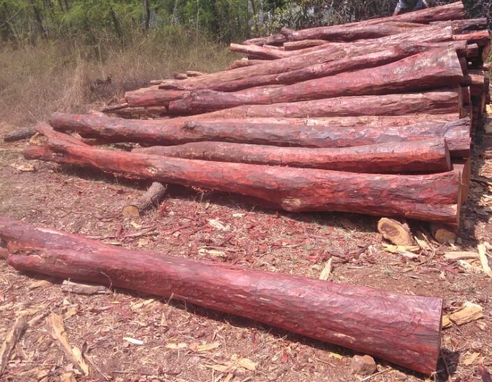 Red Sandal Wood Log, Feature : Quality Tested