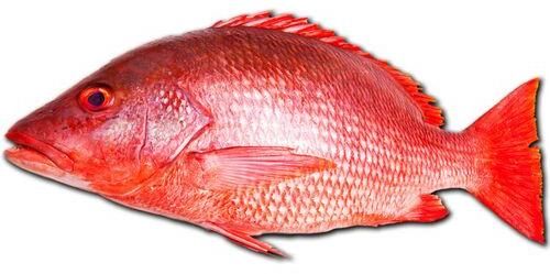 Fresh Red Snapper Fish