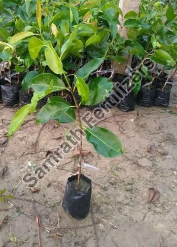 Organic Jamun Plant, for Fruits Use, Length : 1-2 Feet