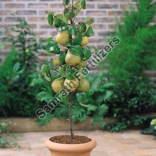 Pear Fruit Plant