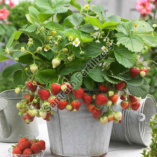 Organic Strawberry Plant, for Agriculture, Feature : Free Insect