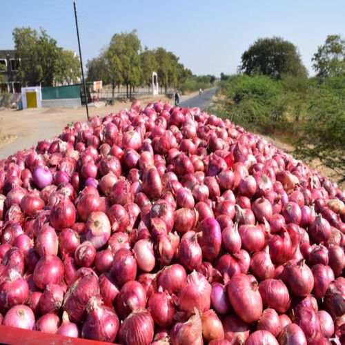 Natural onion, for Human Consumption, Cooking, Home, Hotels, Packaging Type : Plastic Pouch, Plastic Packet
