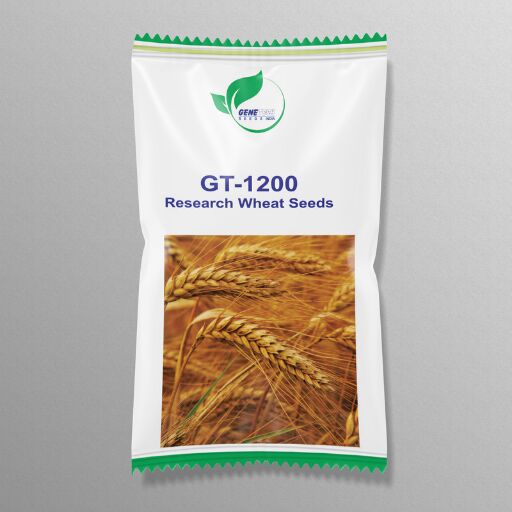 GT 1200 Wheat Seeds, Packaging Type : Jute Bag