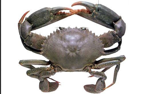Frozen Mud Crab, for Mess, Restaurant, Feature : Delicious Taste, Good In Protein, Healthy To Eat