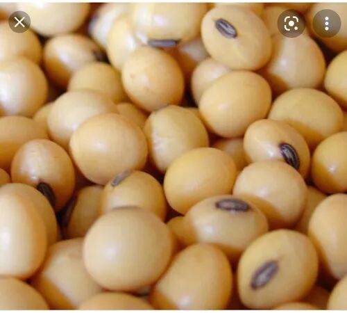 Soyabean Seeds, Packaging Type : 50 kgs bags