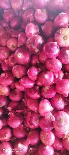 Nashik Red Fresh Onion, for Food, Onion Size Available : Large