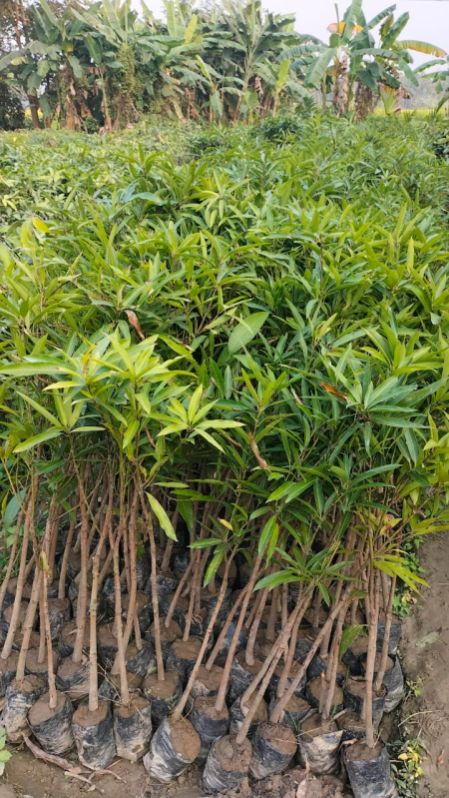 Amrapali mango plant, Style : Annual