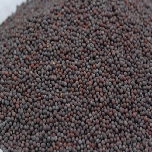 Organic Black Mustard Seeds, for Spices, Cooking, Certification : FSSAI Certified