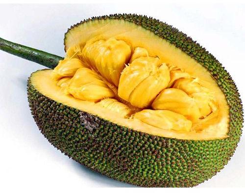 Organic Fresh Jackfruit, for Human Consumption, Packaging Type : Carton/ Crate