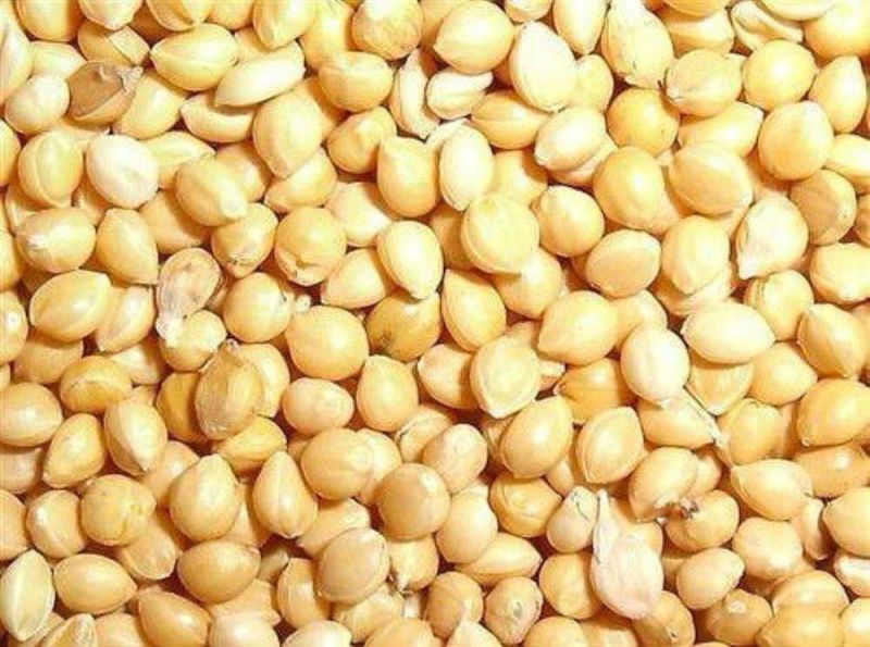 Yellow Organic Proso Millet Seeds, for Cooking, Cattle Feed, Style : Dried