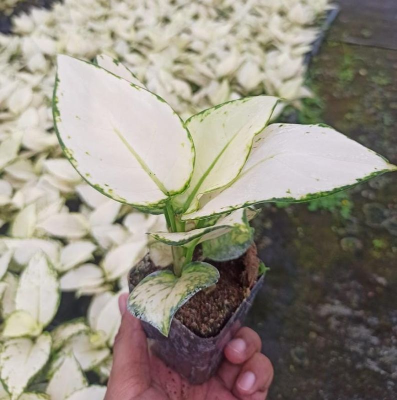 Aglaonema Super White Small Plant, for Decoration, Feature : Dust Free, Easy To Placed