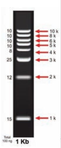 1 Kb DNA Ladder