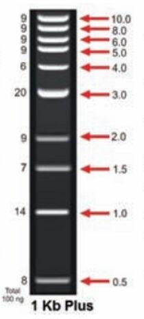 1 Kb Plus DNA Ladder, for Clinical, Hospital, Color : Black