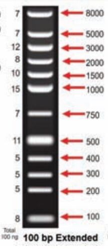 100 BP Extended DNA Ladder