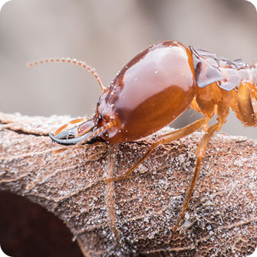 Anti Termite Treatment