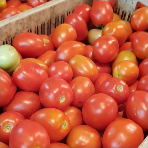 Aio Common Fresh Tomato, For Cooking, Packaging Type : Net Bag, Plastic Crates