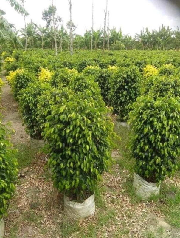 Natural Ficus Benjamina Plant, For Plantation, Color : Green