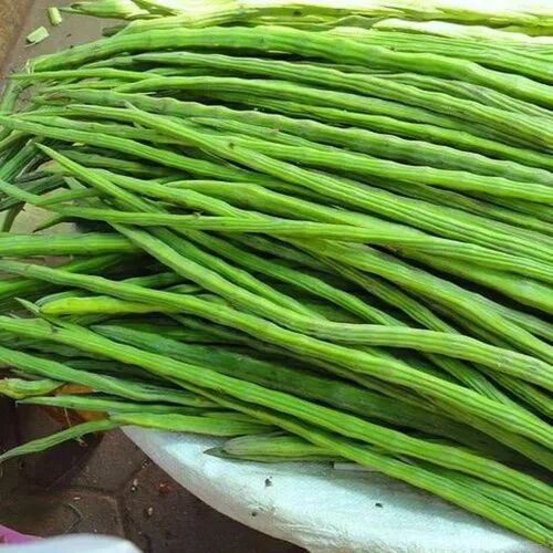 Green Organic A Grade Drumstick, for Cooking, Packaging Type : Gunny Bag