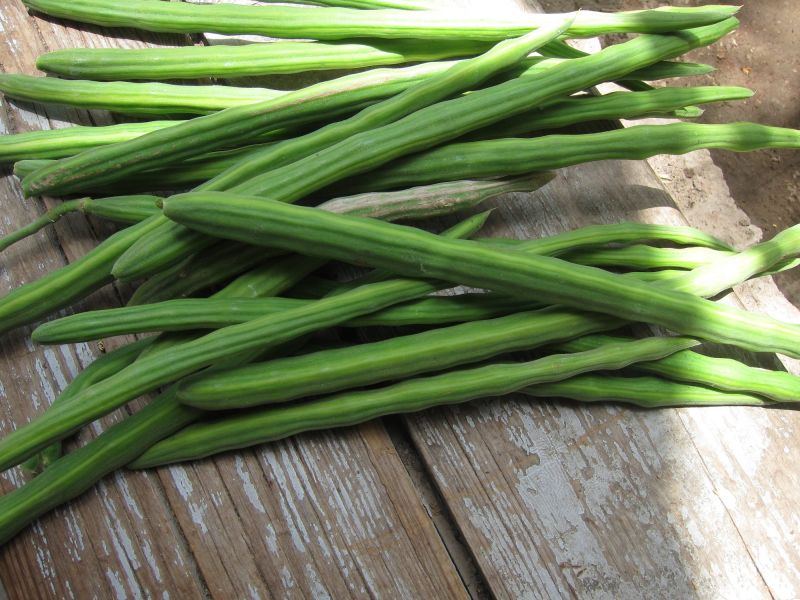 Green Natural Drumstick, for Cooking, Packaging Type : Gunny Bag