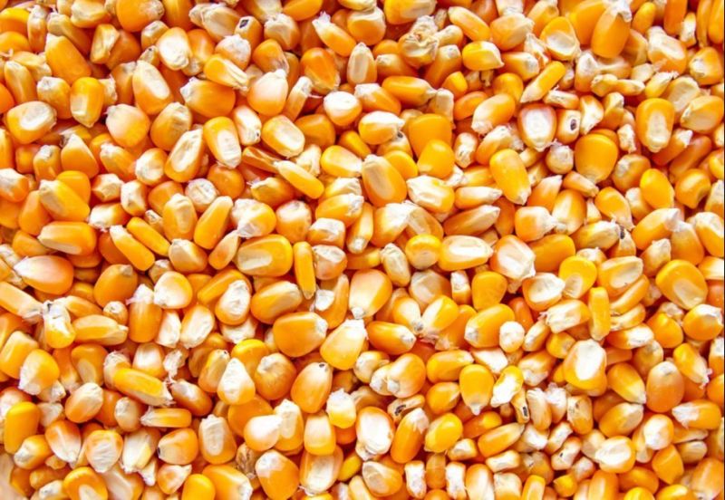 Natural Maize Seeds, Packaging Type : Plastic Packet
