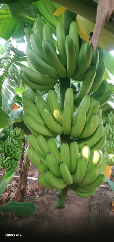 Green organic fresh banana