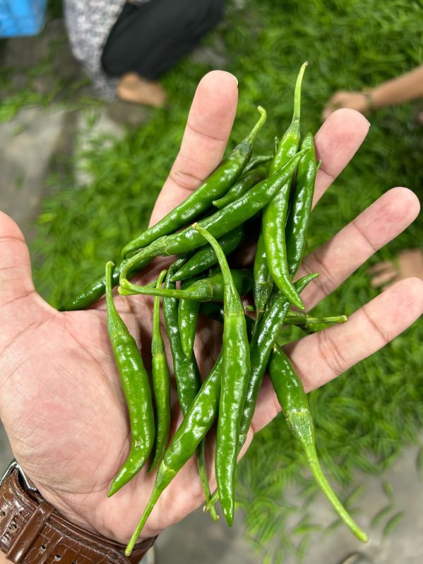 Green Chilly, For Cooking, Quality Available : A Grade