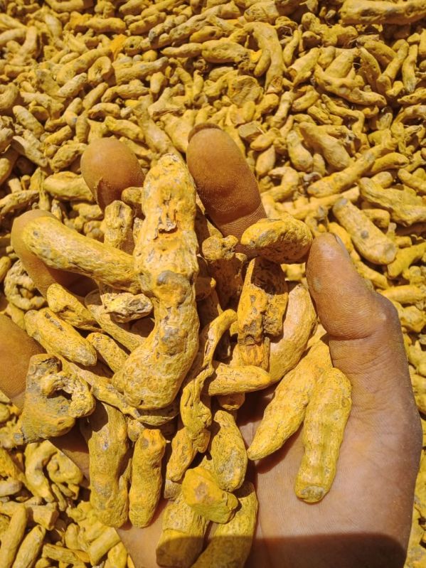 Organic Turmeric, For Spices, Packaging Size : 500 Gm