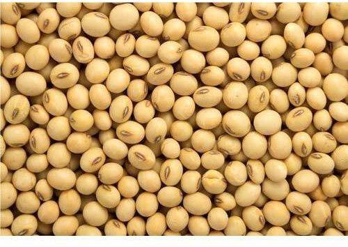 Nature Soybean Seed, Shelf Life : 6 Months