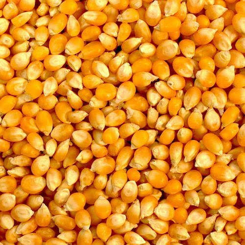 Organic Yellow Maize, For Animal Feed, Flour, Cattle Feed, Style : Dried