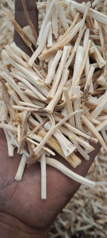 dry white satawar root