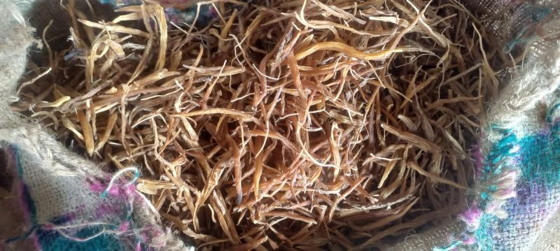 yellow dry satawar root