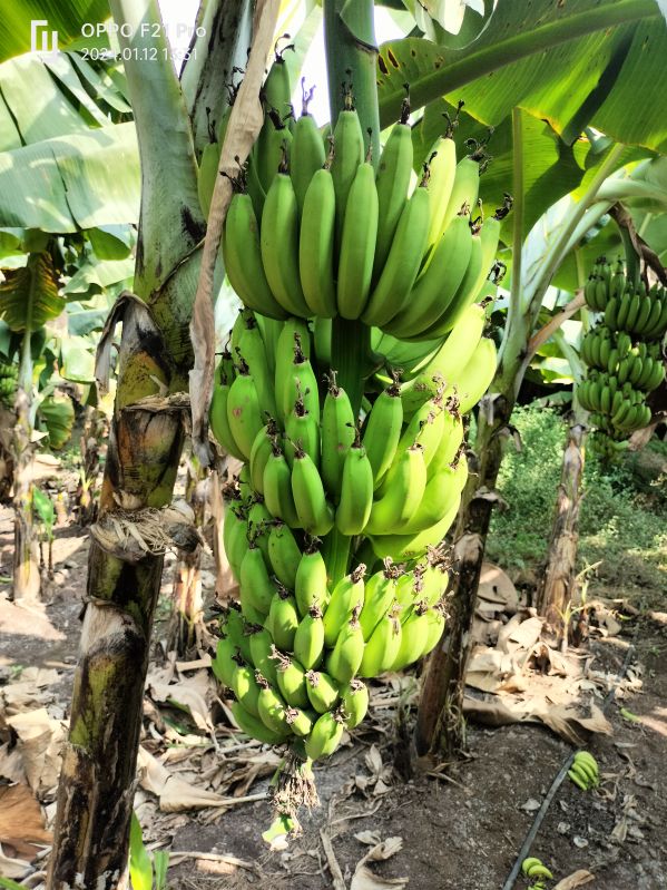 Organic fresh banana, Packaging Size : 20 Kg