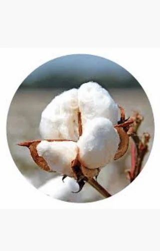 White Plain Pure Raw Cotton, for Textile Industry, Feature : Reliable