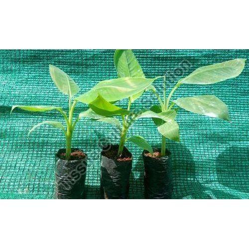 Green TCS-MUSA banana tissue culture plants, for Farming