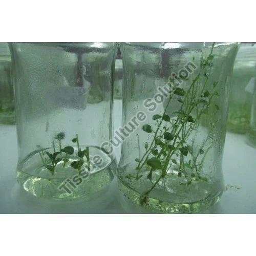 Green Potato Tissue Culture Plant, for Plantation, Classification : Tuber Production